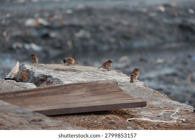 A small group of Eurasian tree sparrows perched on a concrete ledge and wooden planks. Wildlife photography of Passer montanus birds in a gritty urban or dock environment
