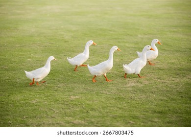 A small group of five white ducks with orange beaks and feet is seen waddling together from left to right across a lush, green lawn. The ducks are in a clear line, moving in unison.
