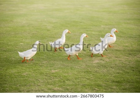 A small group of five white ducks with orange beaks and feet is seen waddling together from left to right across a lush, green lawn. The ducks are in a clear line, moving in unison.