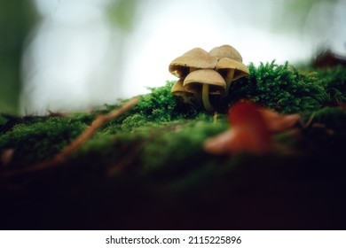Small group of mushrooms on the moss in the forest floor