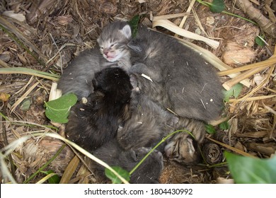 A Small Group Of Newborn Bobcats Rests Among The Damp Earth And Dry Vegetation Waiting For Their Mother. Rescue Of Abandoned Kittens On The Outskirts Of The City.