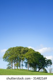 small group on trees under blue sky