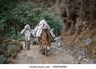 A Small Group Of Pack Horses On A Small Mountain Trail.