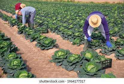 A Small Group Of People Harvesting Organic Cabbage In The Field On A Family Farm