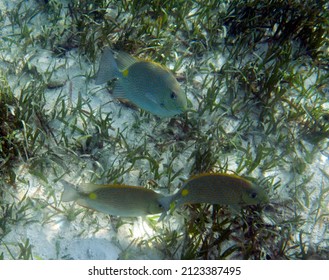 Small Group Of Perciformes Fish In Indonesia