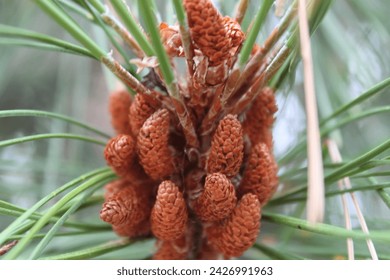 A small group of pine cones