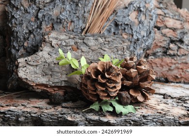 A small group of pine cones