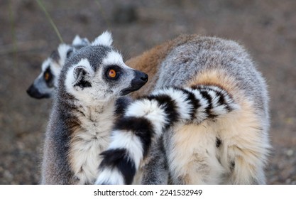 Small Group of Ring Tailed Lemur in Enclosure