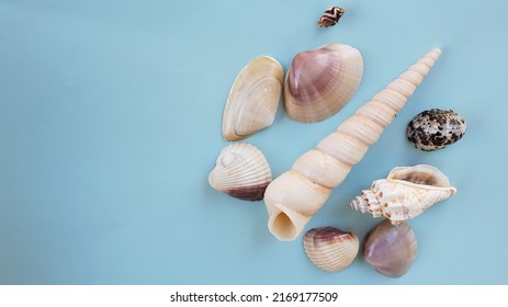 A Small Group Of Seashells On A Blue Background With Space For Text