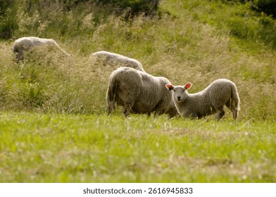 A small group of sheep grazes in a lush green summer field in Norway, surrounded by wild grass and distant hills under a bright sky.