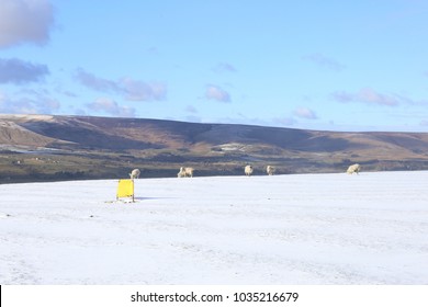 Small Group Of Sheep Trying To Graze On A Snow Covered Golf Driving Range In The Lancashire Hills In Winter.