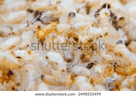 Small group of termites is devouring damaged books, Relentlessly searching for food to feed their larvae hidden within the colony. Damaged books are eaten by termite put 
