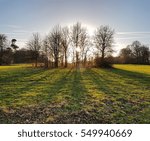 Small group of trees with a low winter sun behind them