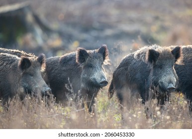 Small Group Of Wild Boars (sus Scrofa Ferus) Standing On Meadow In Forest. Wildlife In Natural Habitat