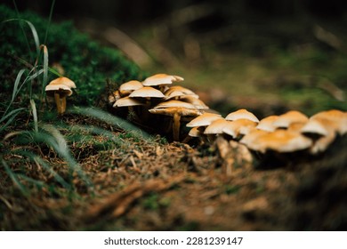 Small groups of mushrooms on the forest floor
