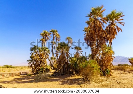 Small grove of doum palm trees (Hyphaene thebaica), in the Arava desert, southern Israel