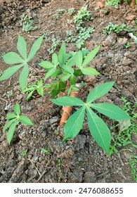 Small growing plant suitable for nature blogs, environmental themes, gardening articles, botany textbooks, sustainable living websites, and ecofriendly designs.