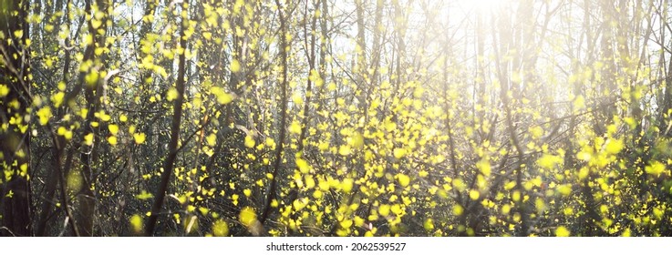 A small growing shrub at sunset, close-up. Fresh green leaves blurred in bokeh. Sun rays through the tree trunks. Abstract natural pattern. Spring forest in Germany - Shutterstock ID 2062539527