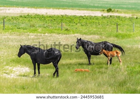Small grown filly horse with two black mares.