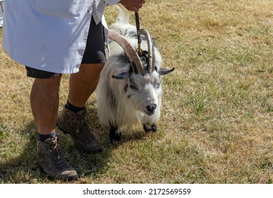 Small Grumpy Looking Pygmy Goat Being Led On A Lead In A Show At A County Fair