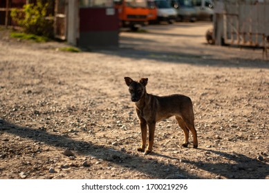 A Small Guard Dog In Front Of An Industrial Yard