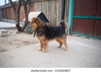 A Small Guard Dog Is Looking Out For Something Near The Dog House. Selective Focus          