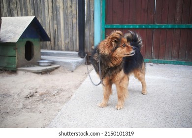 Small Guard Dog On A Chain Near The Dog House. Selective Focus                  