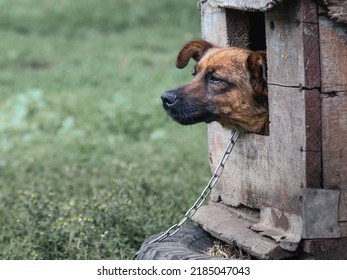 Small Guard Dog On A Chain In A Rough Wood Kennel