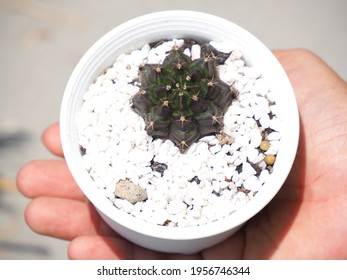 Small Gymnocalycium As Know As Chin Cactus In Pot