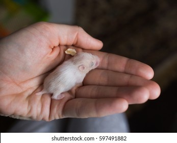 Small hamster lies in the hand