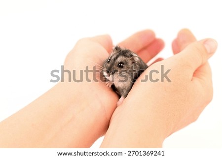 A small hamster is in a person's hand. The hamster is looking up at the camera
