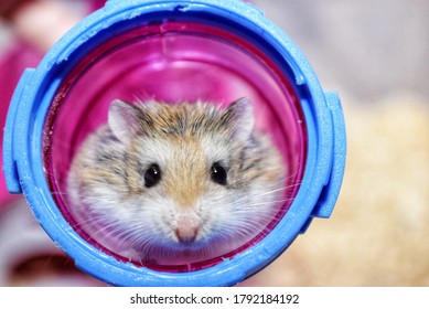 A Small Hamster Plays In Its Pink Plastic Tube.