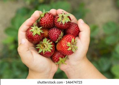 small hands holding a fresh strawberry - horizontally - Powered by Shutterstock