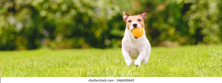 Small happy dog playing with pet toy ball at backyard lawn (panoramic crop with copy space) - Shutterstock ID 1466500643