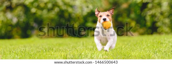 Small happy dog playing with pet toy ball at backyard lawn (panoramic ...