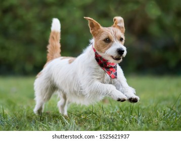 Small happy smiling pet dog puppy jumping in the grass and wearing a bandana scarf