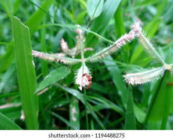 Small Hard Wateri Beautiful Red Indian Fire Pharaoh Ant Close Up Macro Searching Food Grains On A Crowfoot Grass Flower, 