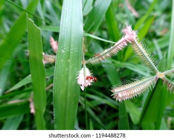 Small Hard Wateri Beautiful Red Indian Fire Pharaoh Ant Close Up Macro Searching Food Grains On A Crowfoot Grass Flower, 