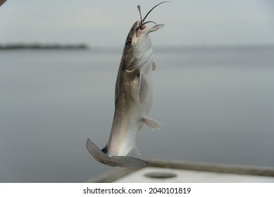 Hardhead Catfish Images Stock Photos Vectors Shutterstock