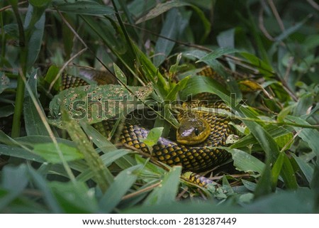 A small, harmless water snake attempts to blend into the grass.