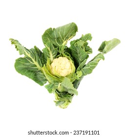 small head of the cauliflower