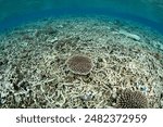 Small, healthy corals are beginning to grow on a reef in Indonesia that was destroyed by storm damage. Given time, coral reefs can regenerate if the local area is not polluted and overfished.