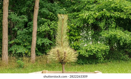 A small, healthy pine sapling is surrounded by lush green foliage and mature trees in a natural woodland setting