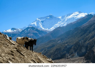 A small heard of horses wandering on Himalayan slopes in Nepal. Wild horses. In the back there are snow capped peaks of Annapurna Chain. Freedom