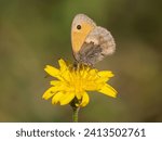 Small Heath Butterfly Feeding on a Flower