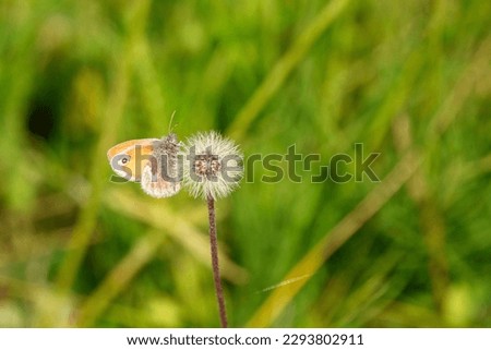 Small heath  butterfly on a overblown dandelion flower