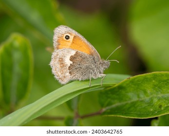 Small Heath Butterfly Resting on a Grass Stem