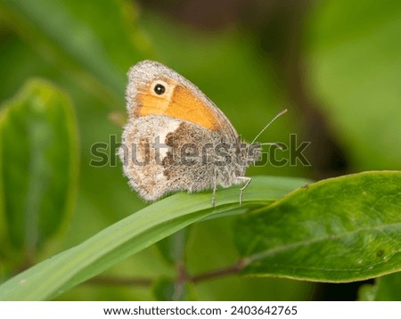 Small Heath Butterfly Resting on a Grass Stem