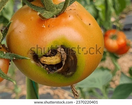 Small Helicoverpa armigera (Lepidoptera: Noctuidae) caterpillar on a tomato. It is also called the cotton bollworm, corn earworm, or bollworm.