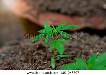  Small hemp plants in the soil.Nature outdoor.Marijuana is used for medical purposes.